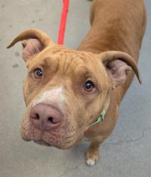 Shelter Stray Female Dog last seen , 4000 N Silverbell Rd, Tucson, AZ 85745, USA