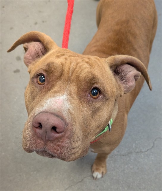 Shelter Stray Female Dog last seen , 4000 N Silverbell Rd, Tucson, AZ 85745, USA