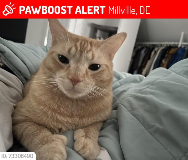 Lost Male Cat last seen Breaking Waves Ct and Summerwind Blvd, Millville, DE 19945