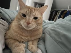 Lost Male Cat last seen Breaking Waves Ct and Summerwind Blvd, Millville, DE 19945