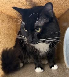 Shelter Stray Male Cat last seen Near BLOCK N RAMON BLVD, SAN JACINTO, CA, 92583, 581 S Grand Ave, San Jacinto, CA 92582, USA