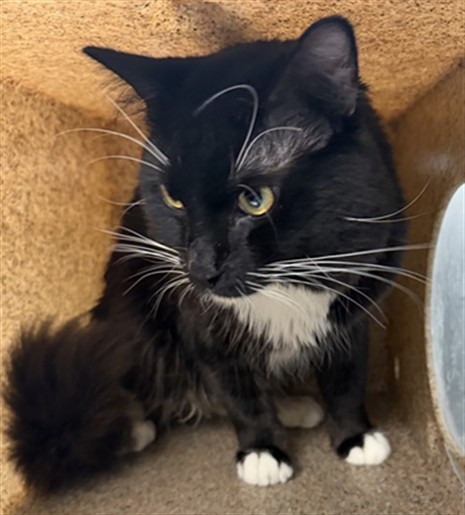 Shelter Stray Male Cat last seen Near BLOCK N RAMON BLVD, SAN JACINTO, CA, 92583, 581 S Grand Ave, San Jacinto, CA 92582, USA