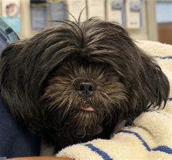 Shelter Stray Female Dog last seen AROUND FINDER'S HOME NEAR SW 25TH, 2811 SE 29th St, Oklahoma City, OK 73129, USA