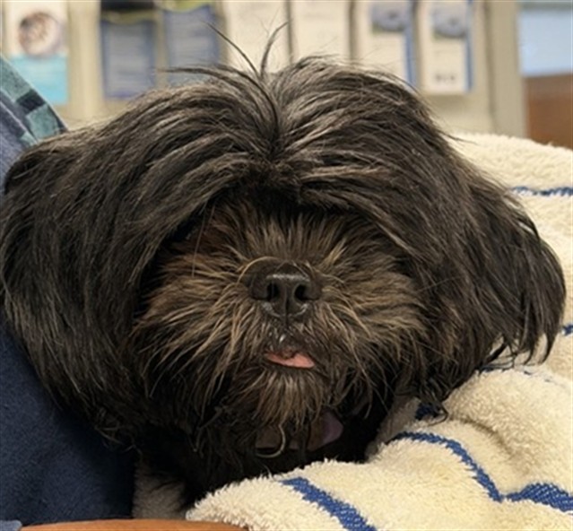 Shelter Stray Female Dog last seen AROUND FINDER'S HOME NEAR SW 25TH, 2811 SE 29th St, Oklahoma City, OK 73129, USA