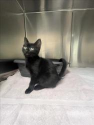 Shelter Stray Female Cat last seen Near BLOCK CALLE GALISTEO, 100 Caja Del Rio Rd, Santa Fe, NM 87507, USA