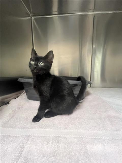 Shelter Stray Female Cat last seen Near BLOCK CALLE GALISTEO, 100 Caja Del Rio Rd, Santa Fe, NM 87507, USA