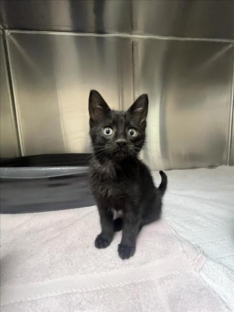 Shelter Stray Male Cat last seen Near BLOCK CALLE GALISTEO, 100 Caja Del Rio Rd, Santa Fe, NM 87507, USA