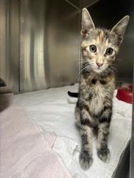 Shelter Stray Female Cat last seen Near BLOCK CALLE GALISTEO, 100 Caja Del Rio Rd, Santa Fe, NM 87507, USA