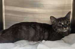 Shelter Stray Female Cat last seen , 3201 Lacy St, Los Angeles, CA 90031, USA