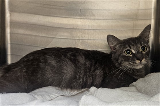Shelter Stray Female Cat last seen , 3201 Lacy St, Los Angeles, CA 90031, USA