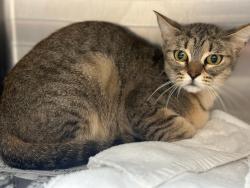 Shelter Stray Female Cat last seen , 3201 Lacy St, Los Angeles, CA 90031, USA