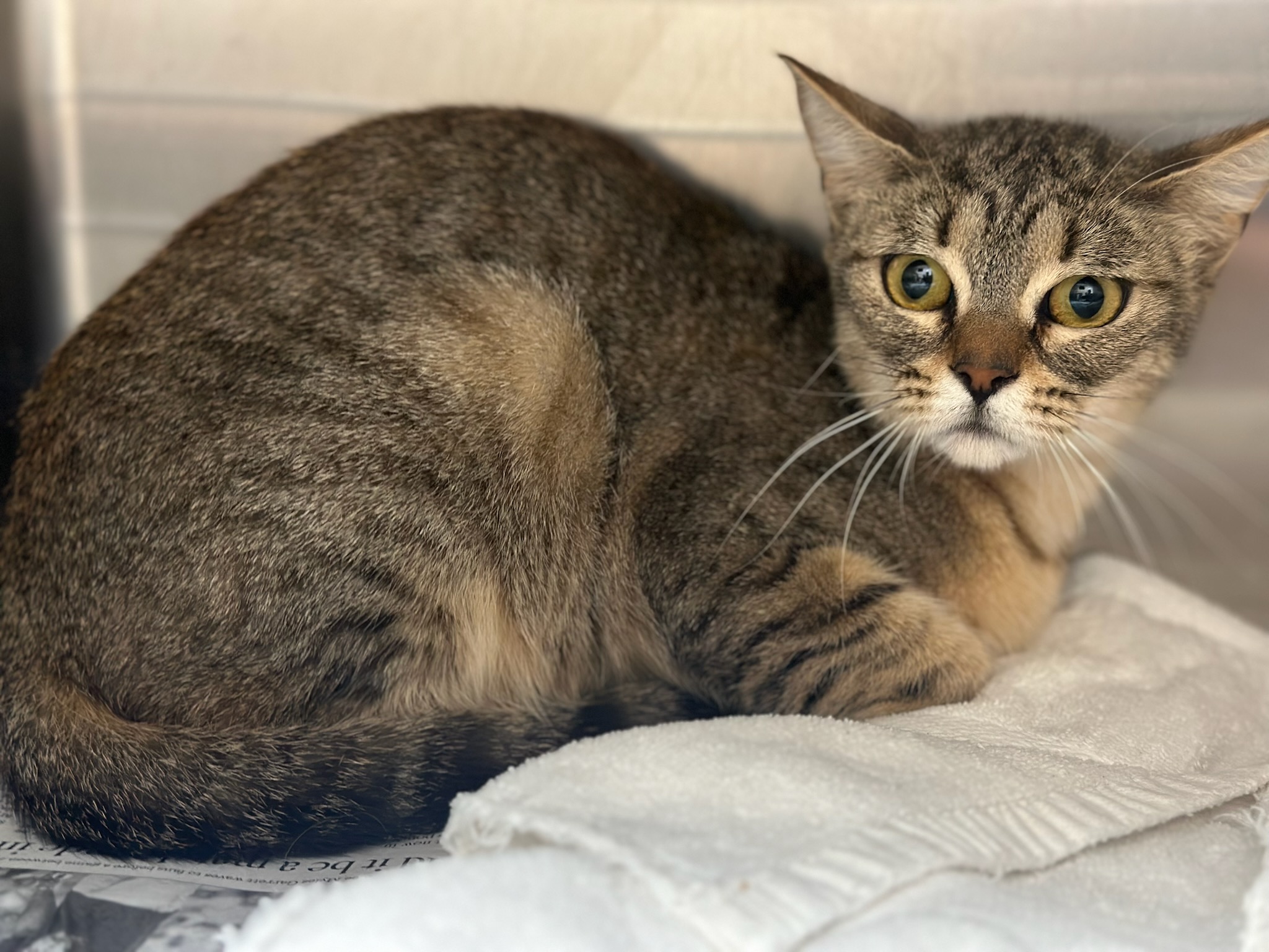 Shelter Stray Female Cat last seen , 3201 Lacy St, Los Angeles, CA 90031, USA