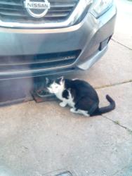 Lost Male Cat last seen Millbrook Road and Fairdale Road, Philadelphia, PA 19154