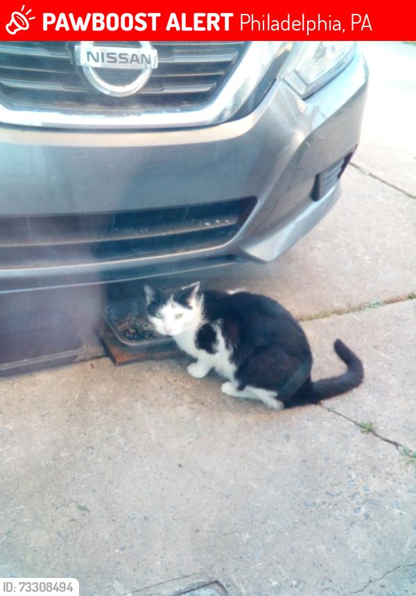 Lost Male Cat last seen Millbrook Road and Fairdale Road, Philadelphia, PA 19154