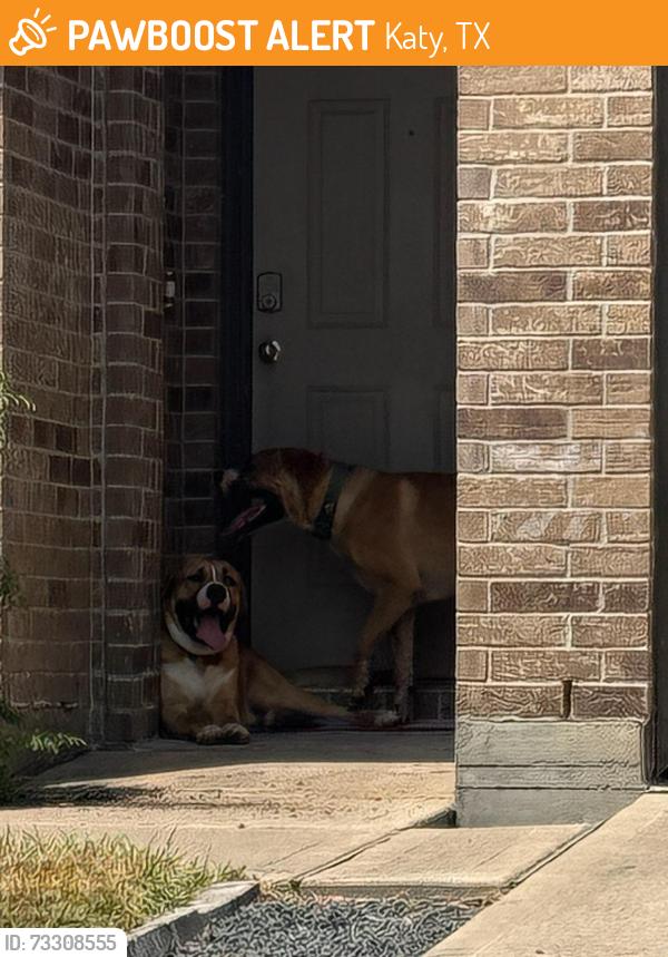 Found/Stray Male Dog last seen Veeder Pass Ln, Katy, TX 77494