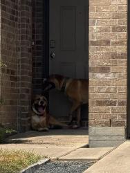 Found/Stray Male Dog last seen Veeder Pass Ln, Katy, TX 77494