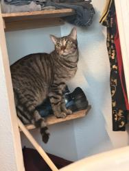 Reunited Male Cat last seen East bails place and south Memphis street, Aurora, CO 80017
