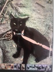 Lost Male Cat last seen Hwy 102 & 15th ave NE Ballinger chevron, Seattle, WA 98125