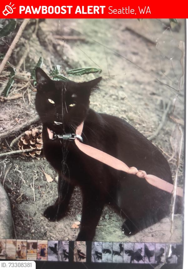 Lost Male Cat last seen Hwy 102 & 15th ave NE Ballinger chevron, Seattle, WA 98125