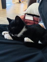 Lost Female Cat last seen Near oak grove rd Loganville ga 30052, Loganville, GA 30052