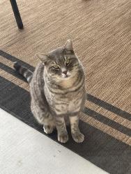 Reunited Male Cat last seen Ridge Trace, San Antonio, TX 78258, San Antonio, TX 78258
