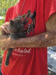 Found/Stray Unknown Cat last seen Near SW OLD WIRE RD 2.3 miles from country road 240, Lake City, FL 32024