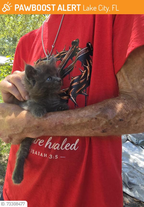 Found/Stray Unknown Cat last seen Near SW OLD WIRE RD 2.3 miles from country road 240, Lake City, FL 32024