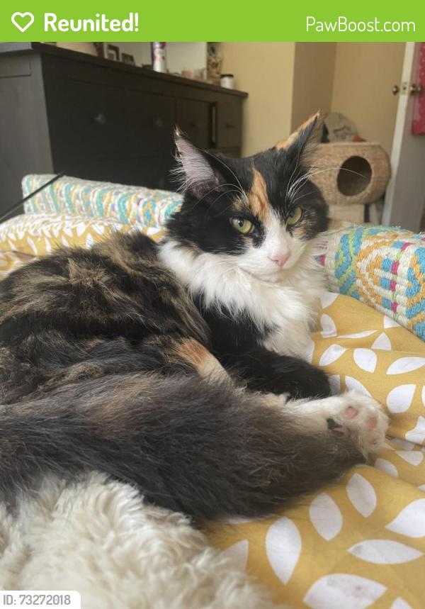 Reunited Female Cat last seen Canbrian hse, 60 wood road, Greater Manchester, England M16 8BL