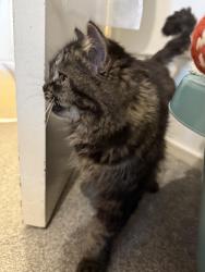Reunited Female Cat last seen Stanborough Close, Greater London, England TW12 3YA