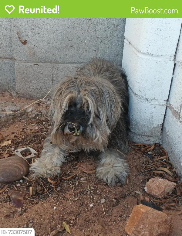 Reunited Female Dog last seen Country Club/Grant (Edison), Tucson, AZ 85716