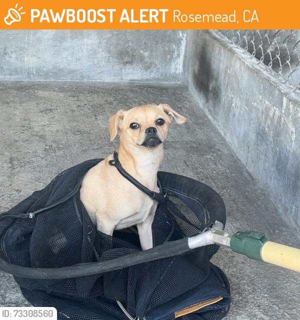 Found/Stray Unknown Dog last seen Emerson Pl, Rosemead, CA 91770