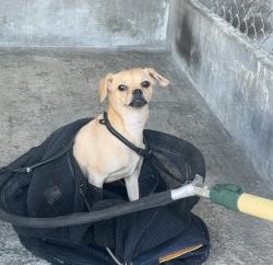 Found/Stray Unknown Dog last seen Emerson Pl, Rosemead, CA 91770