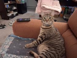 Lost Female Cat last seen South 11th Avenue,North of Mill St. and Grade St., Kelso, WA 98626