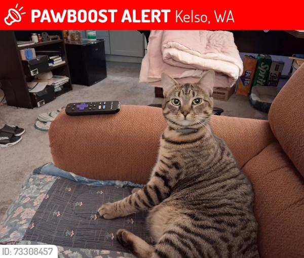 Lost Female Cat last seen South 11th Avenue,North of Mill St. and Grade St., Kelso, WA 98626