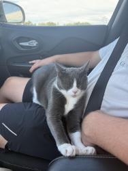 Reunited Male Cat last seen Nth 23rd pl and 5th way, Ridgefield, WA 98642