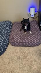 Reunited Male Dog last seen High Meadow at High Mesa, Dallas, TX 75234