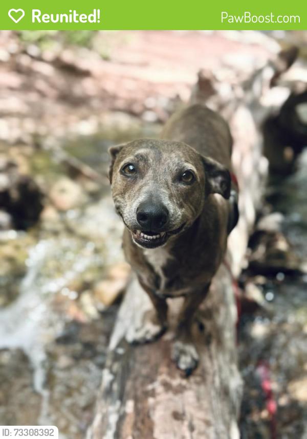 Reunited Male Dog last seen Robertson & Tapia, Albuquerque, NM 87105