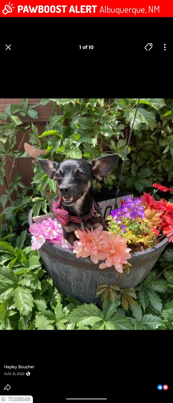 Lost Male Dog last seen Eubank & Lomas, Albuquerque, NM 87112