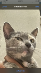 Lost Female Cat last seen Arcadia and Miramar Parkway, Miramar, FL 33023