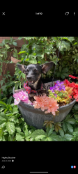 Lost Male Dog last seen Eubank & Lomas, Albuquerque, NM 87112