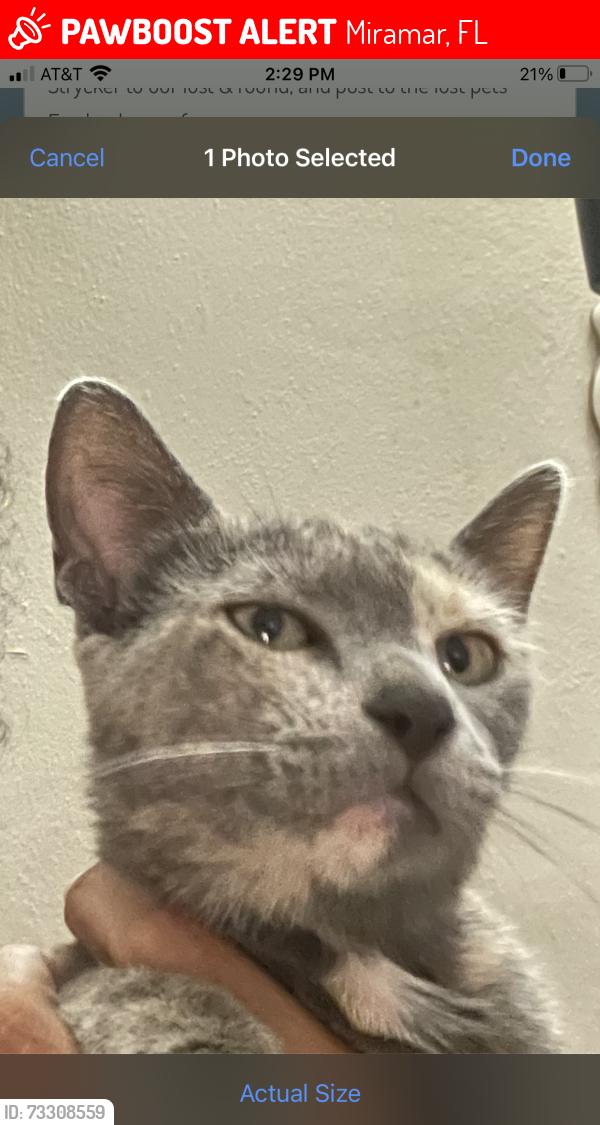 Lost Female Cat last seen Arcadia and Miramar Parkway, Miramar, FL 33023