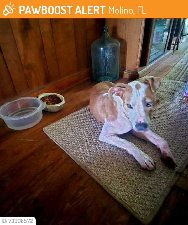 Found/Stray Female Dog last seen Near Hw 99, Molino, FL 32577