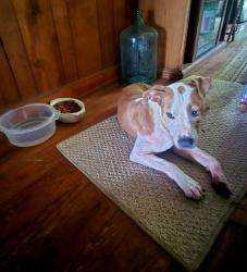 Found/Stray Female Dog last seen Near Hw 99, Molino, FL 32577