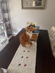 Lost Male Cat last seen Norvell rd, just off of Mariner, right next to St Frances church, Spring Hill, FL 34609