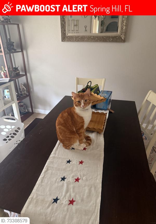 Lost Male Cat last seen Norvell rd, just off of Mariner, right next to St Frances church, Spring Hill, FL 34609