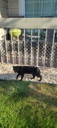 Found/Stray Female Cat last seen Wilson, Saint Paul, MN 55119