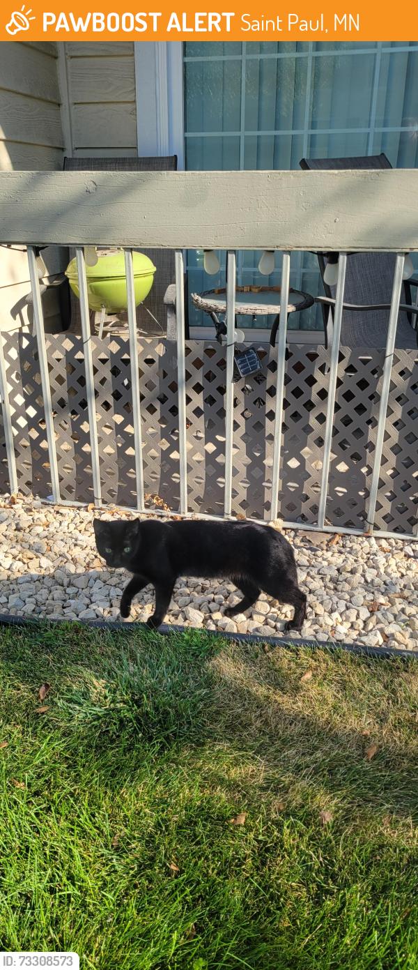 Found/Stray Female Cat last seen Wilson, Saint Paul, MN 55119