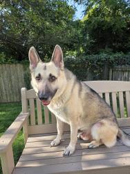 Reunited Male Dog last seen Cooper Rd. and Stoneshead Ct., Westerville, OH, Northland, OH 43081