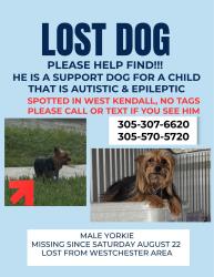 Lost Male Dog last seen SW 152nd Ave & SW 80th St, Kendall West, FL 33193