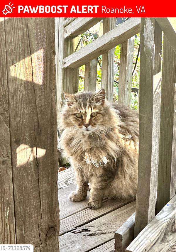 Lost Male Cat last seen wooded spot beside 1601 Templeton Ave NE, Roanoke, VA 24012